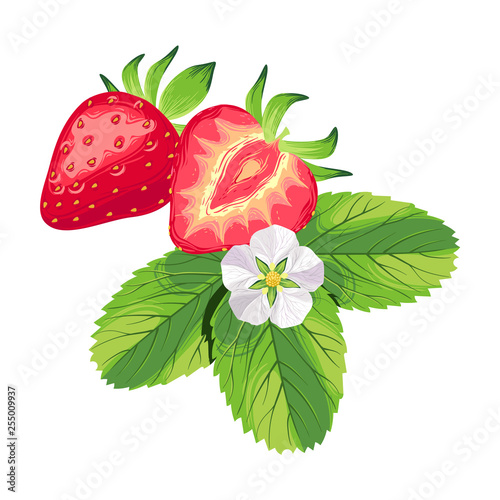 Set of realistic fresh strawberry with leaves, fruit cut in half isolated on white background