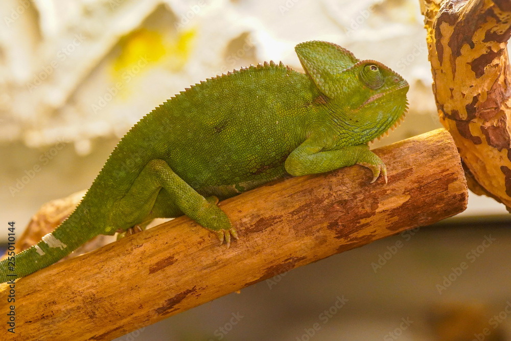 Fototapeta premium chameleon on a branch