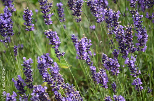 Lavendel