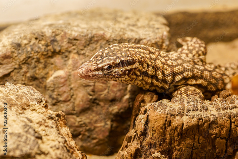 macro close up photo of sand lizard at wood macro close up photo of sand lizard at wood