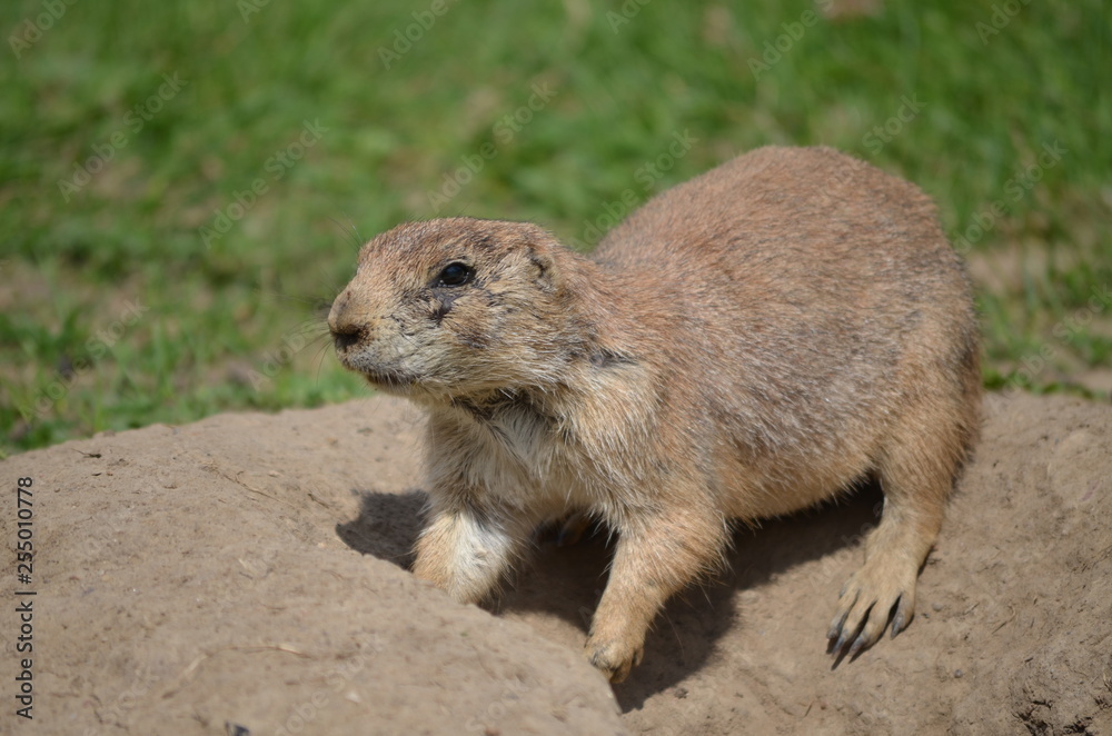 Erdmännchen Suricata suricatta Erdmännchen Suricata suricatta