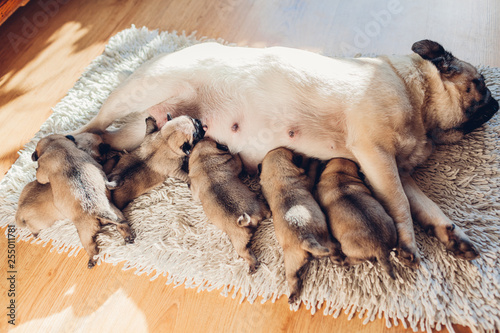 Pug dog feeding six puppies at home. Dog lying on carpet with kids