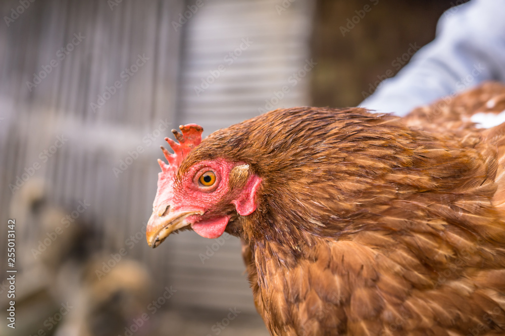 Closeup, brown hen in a free range farm. This hens lay first quality organic eggs.