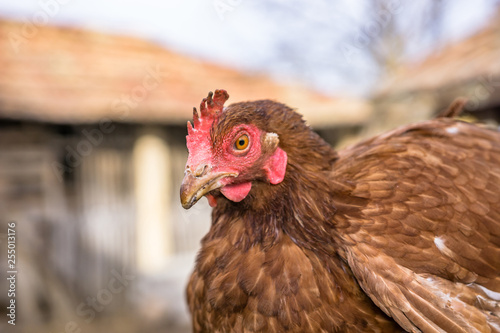 Closeup, brown hen in a free range farm. This hens lay first quality organic eggs.