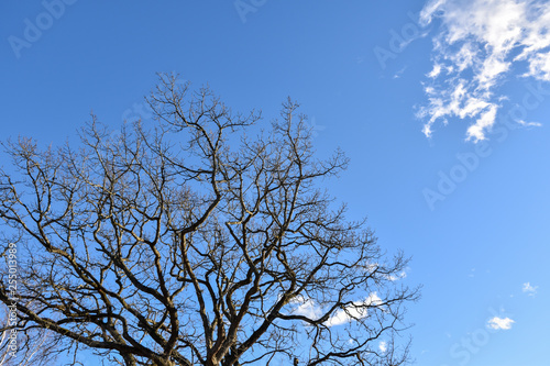 Bare old oak tree by a blue sky