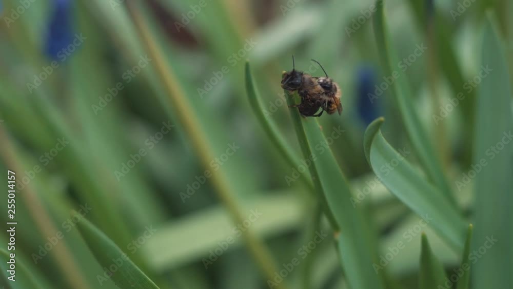 Animals reproduction concept. Bees coitus in green grass. Closeup shot, selective focus