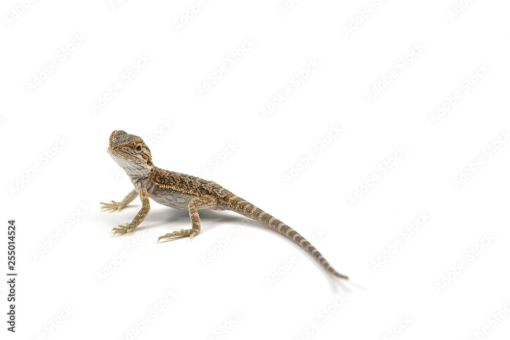 Fototapeta premium Lizard Bearded Dragon isolated on white background