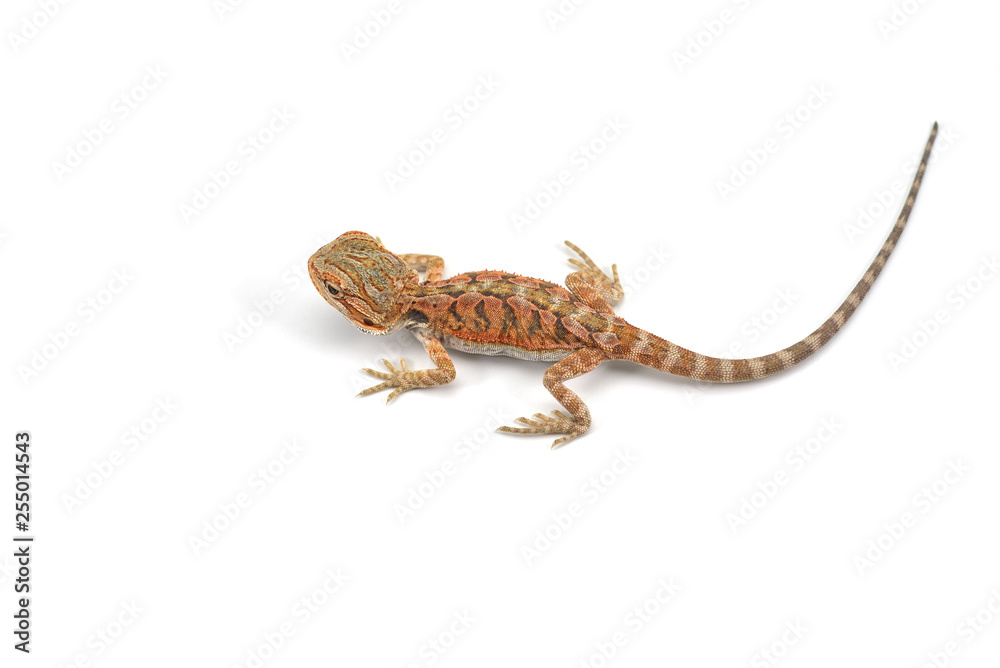 Obraz premium Lizard Bearded Dragon isolated on white background