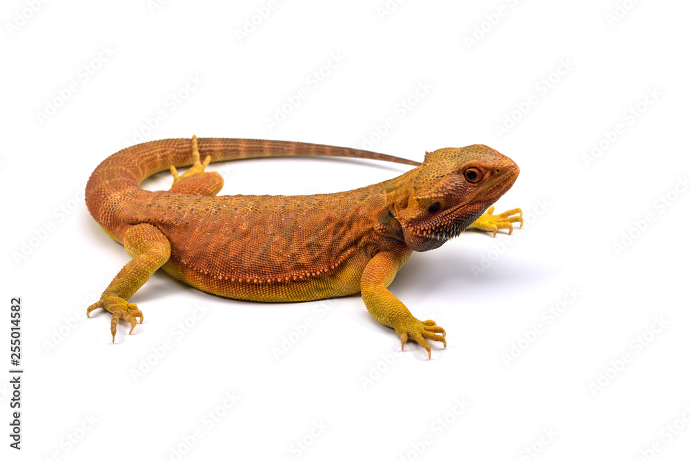 Obraz premium Lizard Bearded Dragon isolated on white background