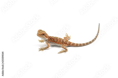 Lizard Bearded Dragon isolated on white background
