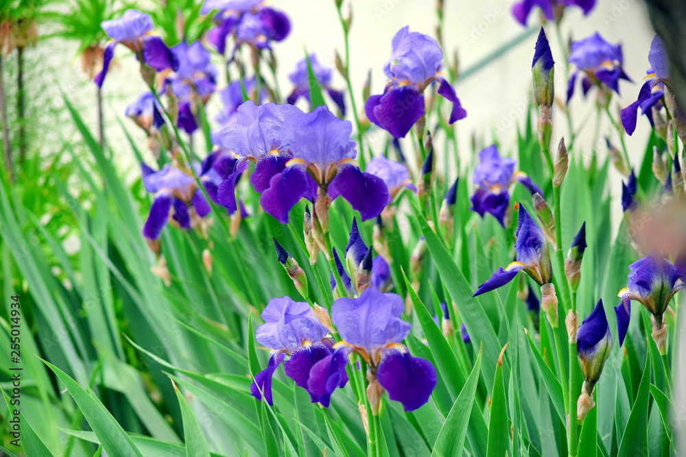 Iris Violet Flowers Home Garden Stock Photo Detail Closeup Iris Violet Flowers Home Garden Stock Photo Detail Closeup
