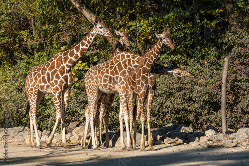 The giraffe  Giraffa camelopardalis is an African mammal