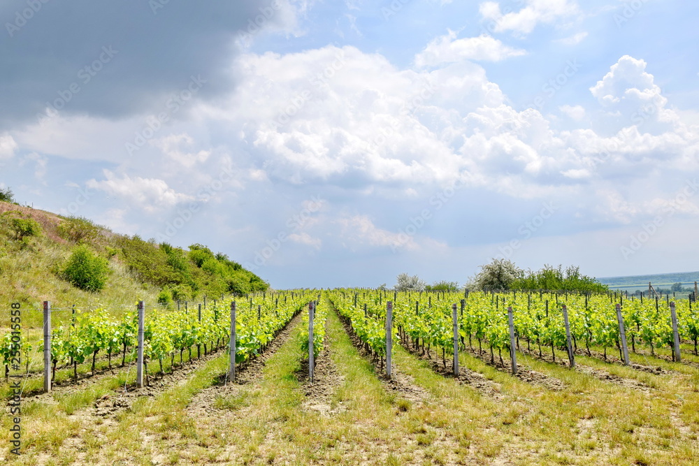 Grapevine in a Row Field Stock Photo