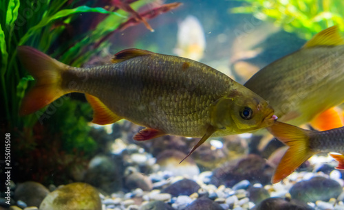 common rudd swimming in the water, widely spread fish in the seas of Eurasia photo