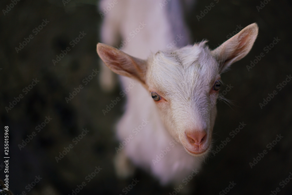 Swiss white baby goat from Cavigliano village Swiss white baby goat from Cavigliano village