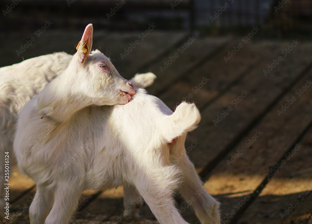 Swiss white baby goat from Cavigliano village Swiss white baby goat from Cavigliano village