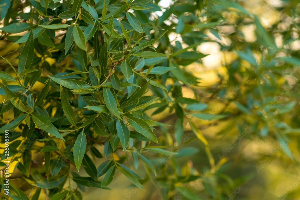 Green leaves on sunny day background Green leaves on sunny day background
