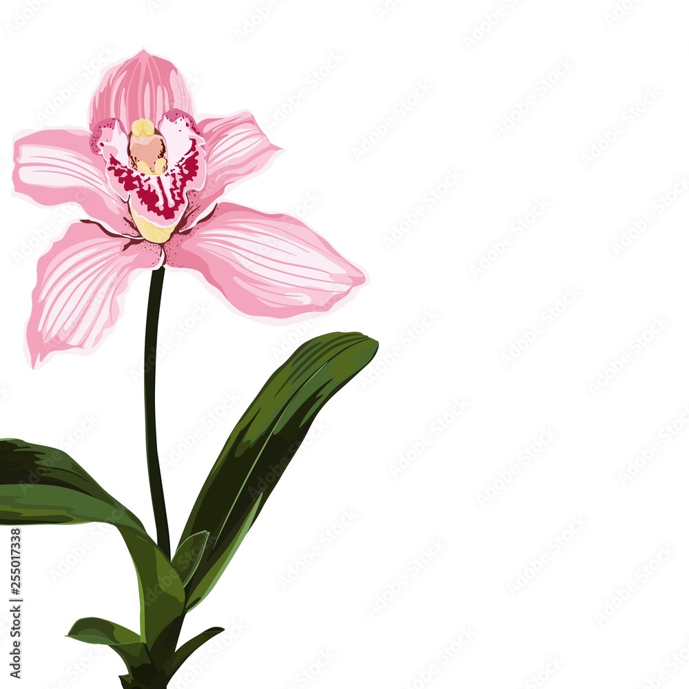 Tropical exotic pink orchid flower plant, elegant card template. Small floral garland.