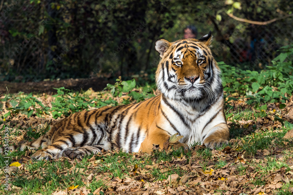 The Siberian tiger,Panthera tigris altaica in the zoo