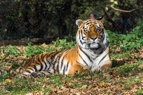 The Siberian tiger Panthera tigris altaica in the zoo