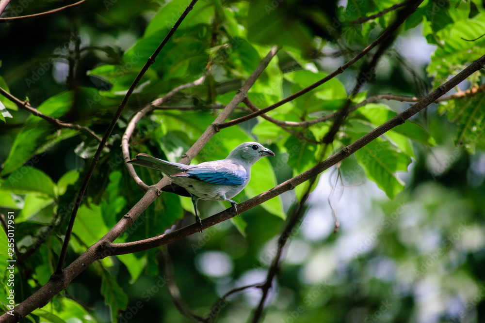 Fototapeta premium free and beautiful bird