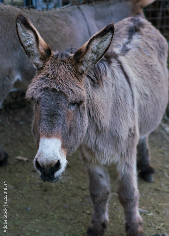 Portrait of a swiss donkey in Cavigliano village