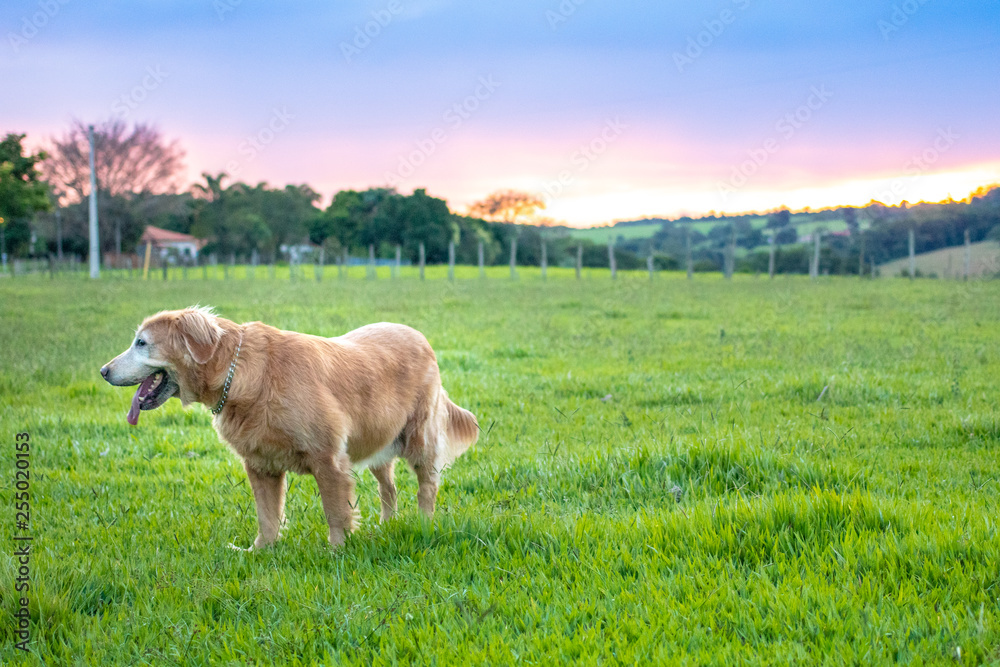 cachorro golden retriever brincando na grama