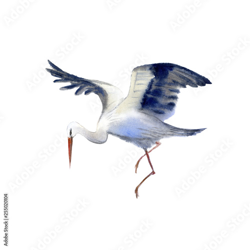 Stork in flight . Newborn picture. Watercolor hand drawn illustration.White background.