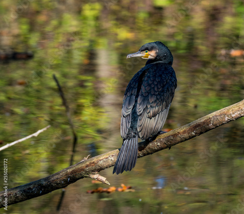 The great cormorant, Phalacrocorax carbo drying his feathers.