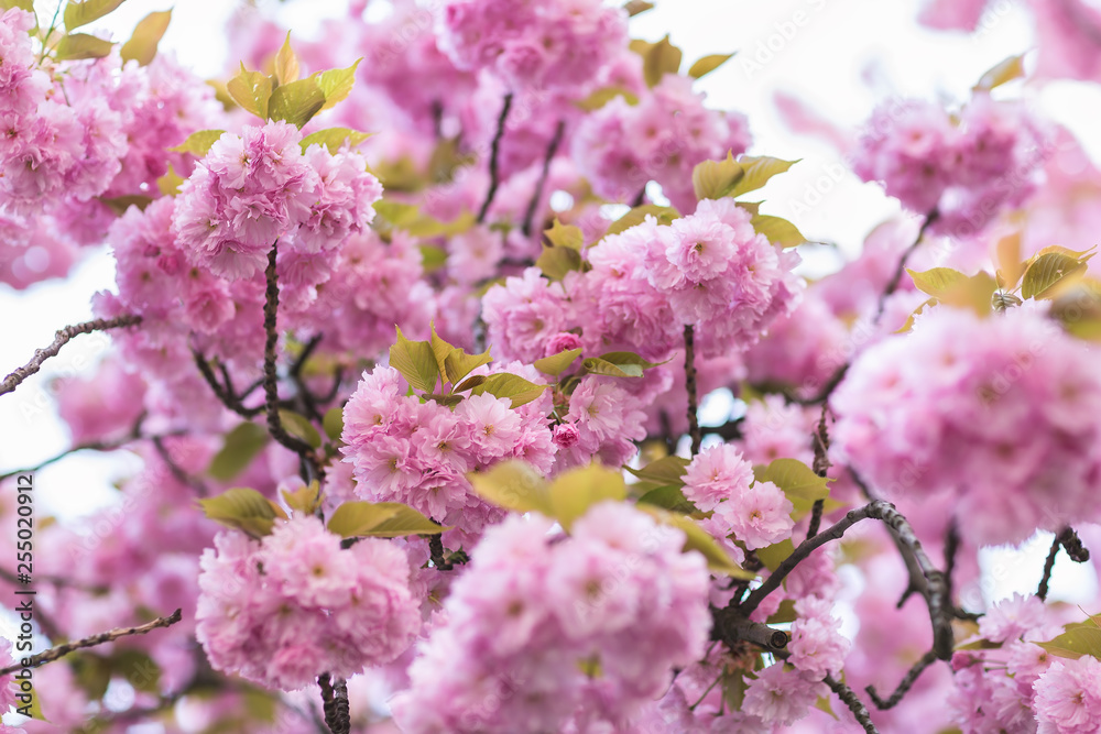 Blooming sakura tree branch. Blurred background. Close up, selective focus. Blooming sakura tree branch. Blurred background. Close up, selective focus.