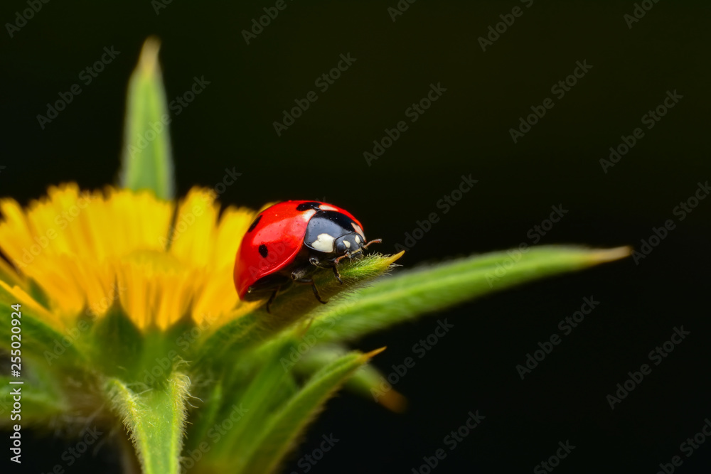 Beautiful ladybug on leaf defocused background Beautiful ladybug on leaf defocused background