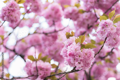 Blooming sakura tree branch. Blurred background. Close up, selective focus.
