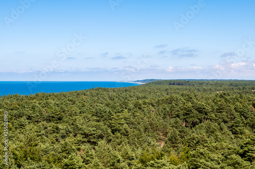  The forest is seen in the summer at midday