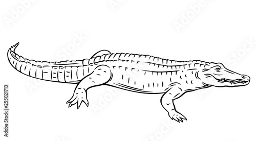 Crocodile, outline vector
