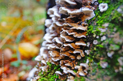 Beige mushrooms grow on the trunk of a fallen tree covered with moss