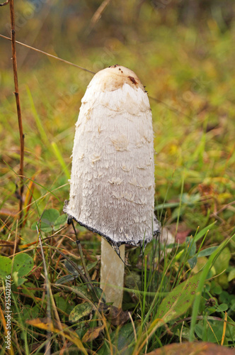 White mushroom on a high leg grows in the grass on a sunny autumn day