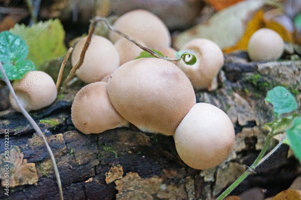 Mushrooms with beige cap and white leg grows in foliage in the forest on an autumn day Mushrooms with beige cap and white leg grows in foliage in the forest on an autumn day