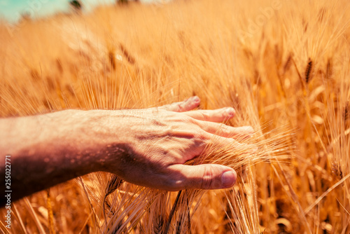 Responsible farmer touching ripening barley crop ears
