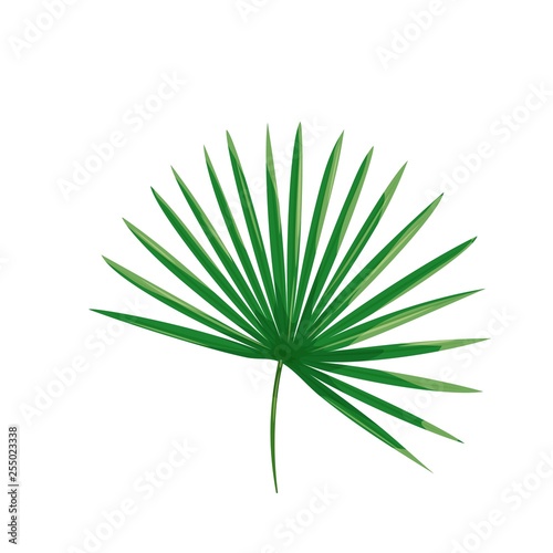 Tropical palm leaf.