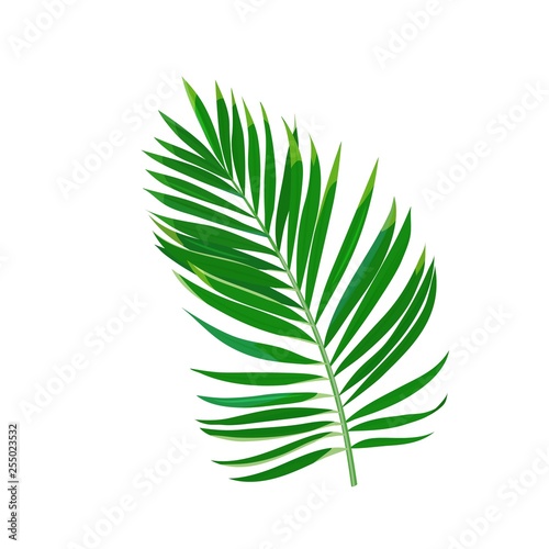 Tropical palm leaf.