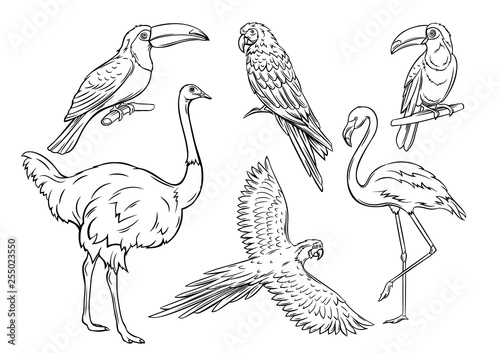 Exotic birds, outline