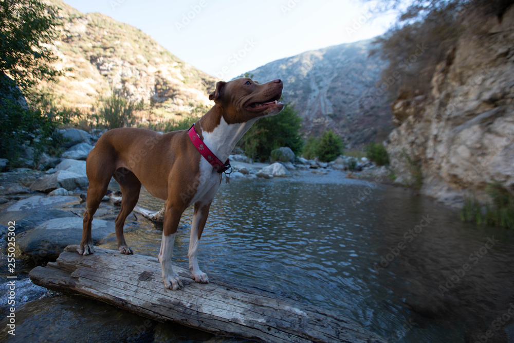 dog at river