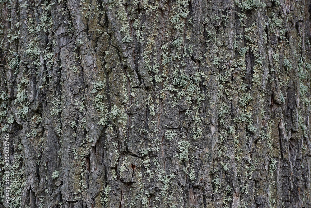 gray green wooden texture of dry bark on a tree gray green wooden texture of dry bark on a tree