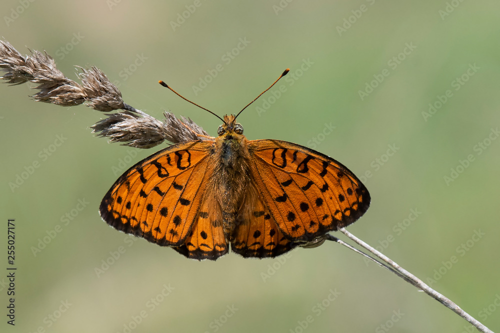 butterfly on leaf butterfly on leaf