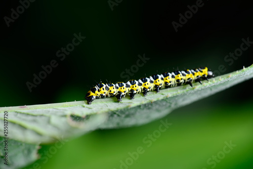 The caterpillar is on the green leaves © 杜 海珍