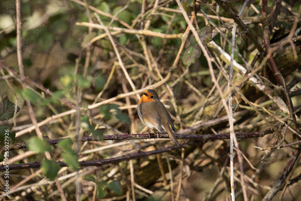 Robin 4 Robin 4