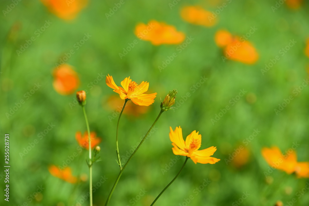 beautiful flowers and green leaves.Green leaves with beautiful sunlight Used as a background image. Colorful flowers With insects. Beautiful colorful flowers on the trees and green leaves on days. beautiful flowers and green leaves.Green leaves with beautiful sunlight Used as a background image. Colorful flowers With insects. Beautiful colorful flowers on the trees and green leaves on days.
