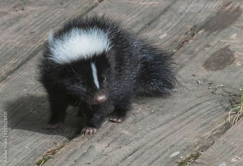baby skunk © Christopher