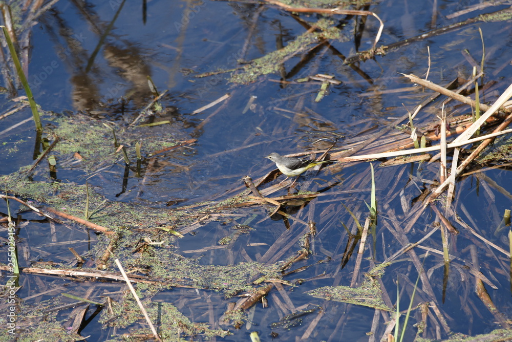 Grey wagtail mainly inhabits the mountain stream. Grey wagtail mainly inhabits the mountain stream.