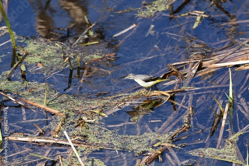 Grey wagtail mainly inhabits the mountain stream.